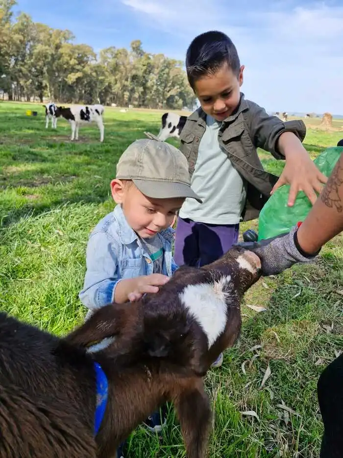 Niños alimenando ternero