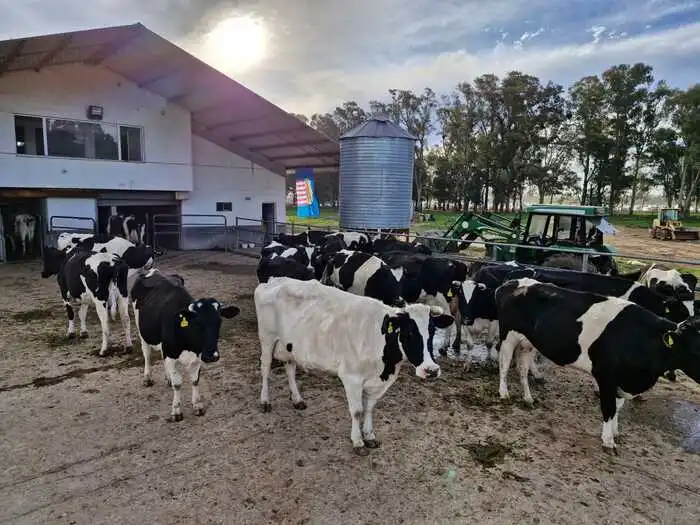Vacas en tambo