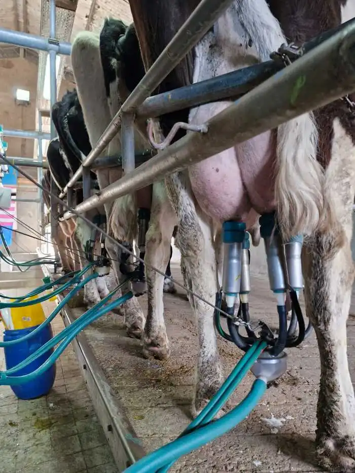 Extracción de leche de las vacas