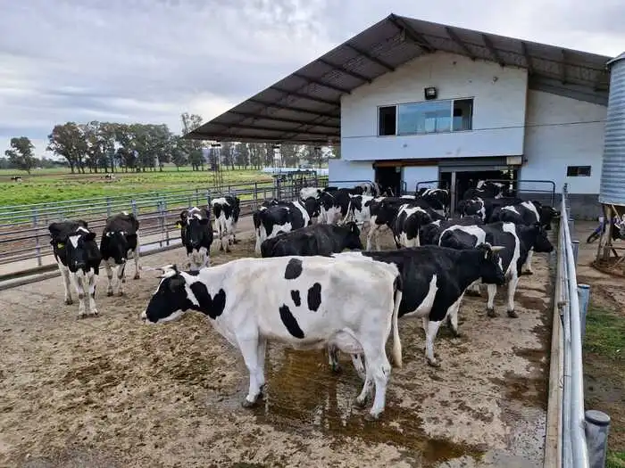 Vacas en tambo